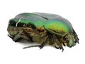 Green rose chafer, cetonia aurata, beetle isolated on white background, detail macro shot, close up Royalty Free Stock Photo