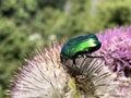 Green rose chafer Cetonia aurata, der GoldglÃÂ¤nzende RosenkÃÂ¤fer,  Gemeine RosenkÃÂ¤fer Rosenkaefer, la CÃÂ©toine dorÃÂ©e Royalty Free Stock Photo