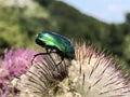 Green rose chafer Cetonia aurata, der GoldglÃÂ¤nzende RosenkÃÂ¤fer,  Gemeine RosenkÃÂ¤fer Rosenkaefer, la CÃÂ©toine dorÃÂ©e Royalty Free Stock Photo