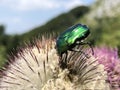 Green rose chafer Cetonia aurata, der GoldglÃÂ¤nzende RosenkÃÂ¤fer,  Gemeine RosenkÃÂ¤fer Rosenkaefer, la CÃÂ©toine dorÃÂ©e Royalty Free Stock Photo