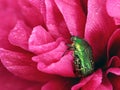 green rose chafer, Cetonia aurata, in pink peony flower with water drops after rain shower, detail macro shot close up Royalty Free Stock Photo