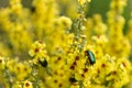 Green rose chafer insect, Cetonia aurata sitting on flower, Palva, Czech republic Royalty Free Stock Photo