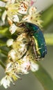 Green Rose Chafer, in latin Cetonia Aurata Royalty Free Stock Photo