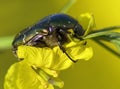 Green Rose Chafer, in latin Cetonia Aurata Royalty Free Stock Photo