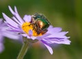 Green rose flower chafer in latin cetonia aurata