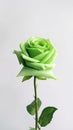 Green rose flower copy space blurred background Royalty Free Stock Photo