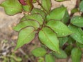 Rose leaves wet with water droplets Royalty Free Stock Photo