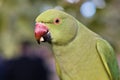 Green rose ringed parakeet, standing on a stick having eaten apple Royalty Free Stock Photo