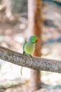 Green rose-ringed parrot sitting on a perch in a cage Royalty Free Stock Photo