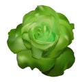 Green rose vector