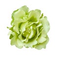 green rose on white isolated background. Royalty Free Stock Photo