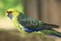 Green rosella