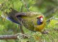 Green Rosella - Platycercus caledonicus or Tasmanian rosella is a species of parrot native to Tasmania and Bass Strait islands