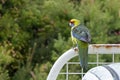 Green rosella, Tasmanian rosella parrot bird with yellow head, r