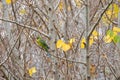 Green rosella, Tasmanian rosella parrot bird with yellow head, r