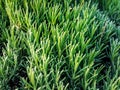 Green rosemary bush texture Royalty Free Stock Photo