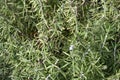 Green Rosemary Herb and Flowers