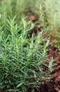 Green Rosemary Herb growing in garden Royalty Free Stock Photo