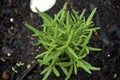Green rosemary herb plant close up from above
