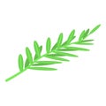Green rosemary icon, isometric style