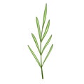 green rosemary leaf plant branch art drawn design