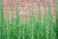 Green rosemary plants in a garden close up photo Royalty Free Stock Photo