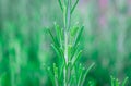 Green rosemary plants in a garden close up photo Royalty Free Stock Photo
