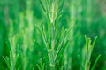 Green rosemary plants in a garden close up photo Royalty Free Stock Photo