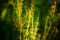 Green rosemary plants in a garden Royalty Free Stock Photo