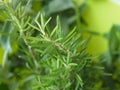 Rosemary Rosmarinus plant