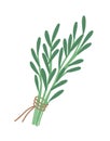 Green rosemary sprig flat vector illustration. Bunch of greenery tied with red ribbon. Herbs bouquet isolated on white Royalty Free Stock Photo