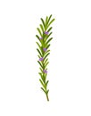 Green rosemary sprig with flowers on white