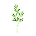 Green Rosemary Twig as Perennial Herb with Fragrant, Evergreen, Needle-like Leaves Vector Illustration