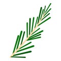 Green rosemary twig icon isolated