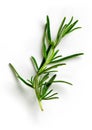 Green rosemary on white background Royalty Free Stock Photo
