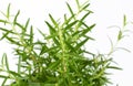 Green rosemary on a white background. The smell of fresh rosemary sprigs improves human memory