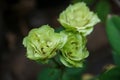 Green roses in the garden on a sunny summer day. Shallow depth of field. Royalty Free Stock Photo