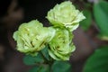 Green roses in the garden on a sunny summer day. Shallow depth of field. Royalty Free Stock Photo