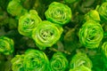 Green roses symbolize renewal, fertility, and rejuvenation of spirit and energy. They are associated with plentifulness and Royalty Free Stock Photo