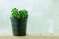 Green Rosette Succulent in Black pot Royalty Free Stock Photo