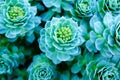 Green rosettes of a Crassulaceae Aeonium