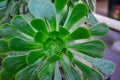 Green rosettes of succulent aeonium arboreum endemic plant