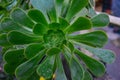 Green rosettes of succulent aeonium arboreum endemic plant Royalty Free Stock Photo