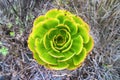 Green rosettes of succulent Aeonium arboreum Royalty Free Stock Photo