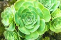 Green rosettes of succulent Aeonium arboreum Royalty Free Stock Photo