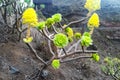 Green rosettes of succulent Aeonium arboreum Royalty Free Stock Photo