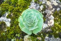 Green rosettes of succulent Aeonium arboreum Royalty Free Stock Photo