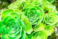 Green rosettes of succulent Aeonium arboreum Royalty Free Stock Photo