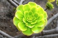 Green rosettes of succulent Aeonium arboreum Royalty Free Stock Photo