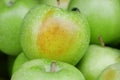 green rotten apple on white background Royalty Free Stock Photo